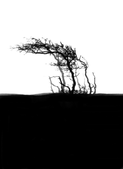 tree in donneygall