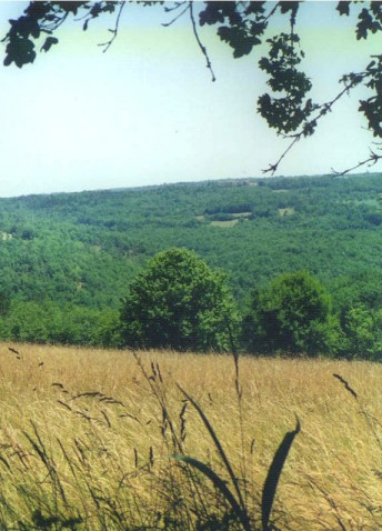 cornfiles and woods